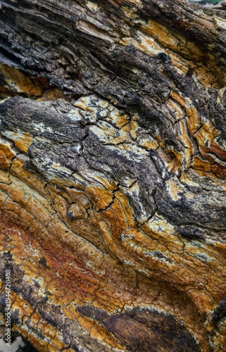 Schilderij op canvas Natural texture of rotting wood bark with intricate cracks and warm orange and brown tones