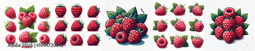 Raspberry Fruit Vector Illustration Collection