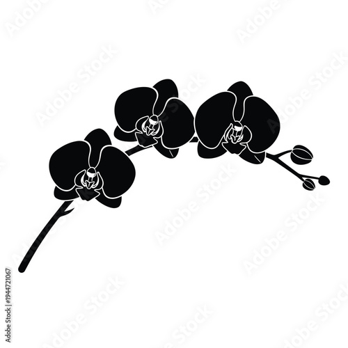 Black Orchid Flowers Silhouette on White Background