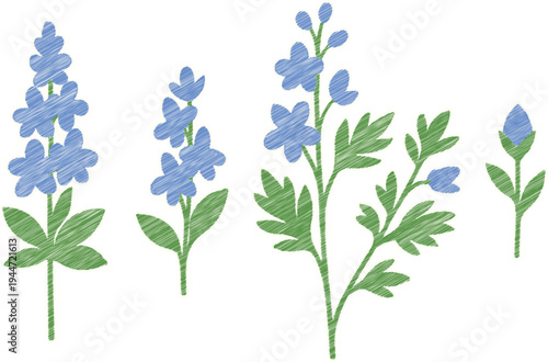 Blue delphinium flowers, sketch style illustration, isolated on white background