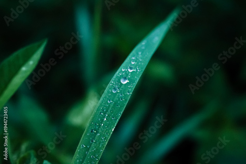 Morning dew drops resting on fresh green blades of grass in a garden soft focus natural background it is the beauty and calm of nature.