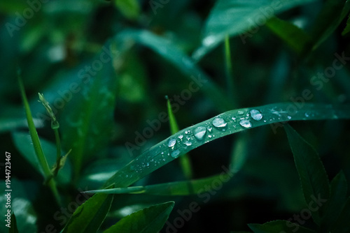 Morning dew drops resting on fresh green blades of grass in a garden soft focus natural background it is the beauty and calm of nature.