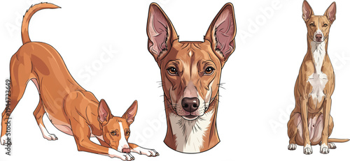 Cirneco dell’Etna dog headshot portrait play bow sitting pose set