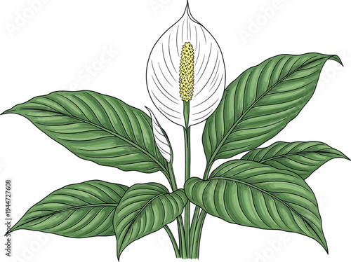 Beautiful botanical illustration of a peace lily plant, showcasing its elegant white flower and vibrant green leaves, perfect for decorative designs or educational materials.