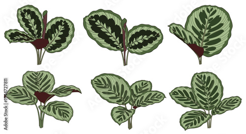 Set of Calathea plant illustrations showing beautiful patterned green foliage in various growth stages and perspectives.