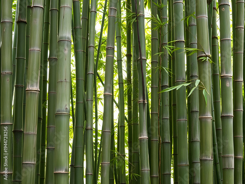 Dense Green Bamboo Forest Background - Natural Pattern of Vertical Bamboo Stems for Sustainability and Zen Concept