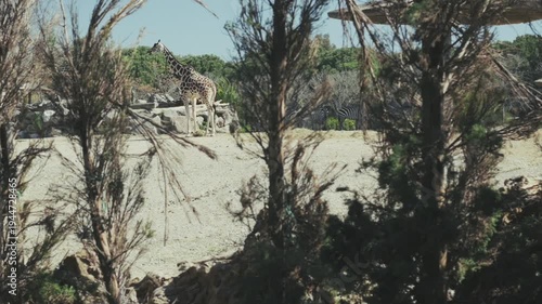 Giraffe standing in zoo habitat while camera slides through trees revealing the animal. Natural wildlife scene with zebras in background. Authentic real video footage, not AI generated.