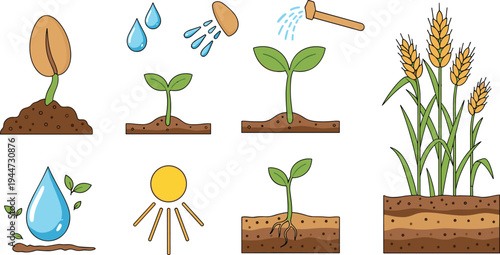 Plant growth stages and wheat cultivation process with seed germination, watering, sunlight, seedling development and mature crop farming vector illustration set
