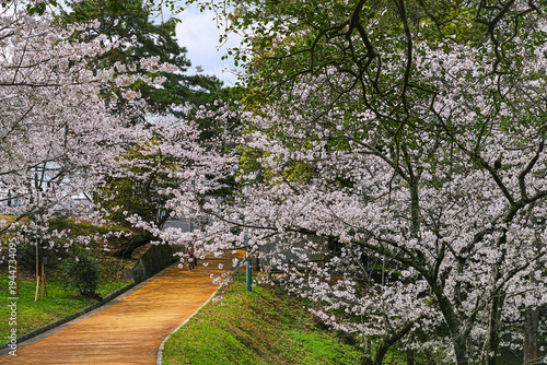 View of the beautiful cherry blossoms blooming in spring at Nishi Park in Fukuoka, Japan.