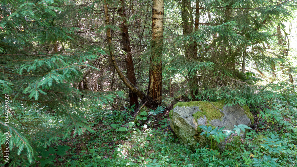 Fototapeta premium Lush forest scene with moss-covered boulder.
