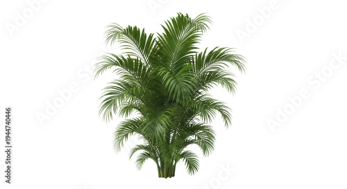 Fotografía Lush areca palm PNG isolated on transparent background, tropical plant with vibr