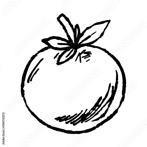 Tomato ink doodle, hand drawn vegetable harvest sketch, organic food tomato plant garden art. Tomato kitchen cooking decor, healthy vegan nutrition print, farm market natural product.