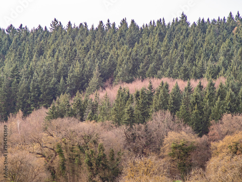 Mischwald im Frühjahr