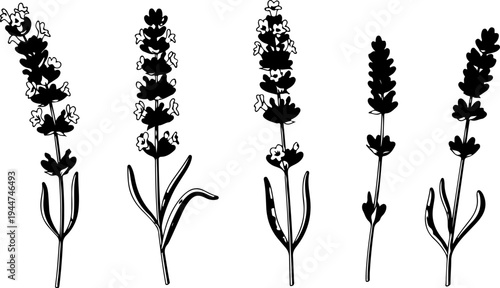 Black and white illustration of lavender flowers in various stages of bloom