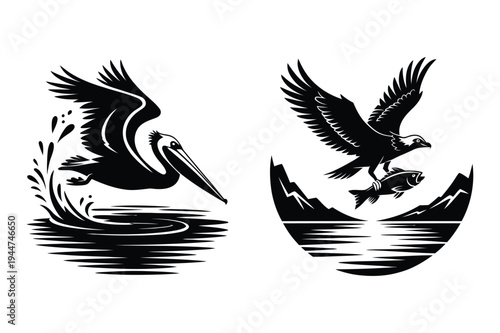 Wild pelican diving and eagle catching fish nature silhouettes