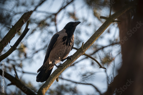 A crow is sitting on a branch.
