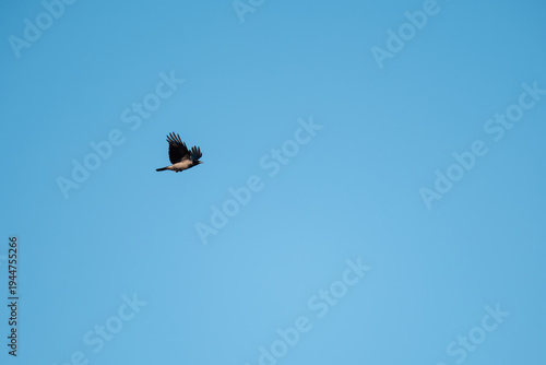 A crow flies in the sky