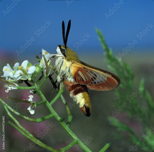 Foto Hummelschwärmer, Hemaris fuciformis, an der Blüte einer Knoblauchrauke