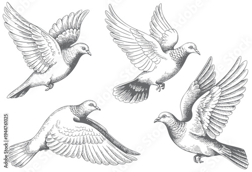 Vintage pigeon engraving illustration with detailed feather line art. Retro pigeon bird drawing with intricate feather engraving details.