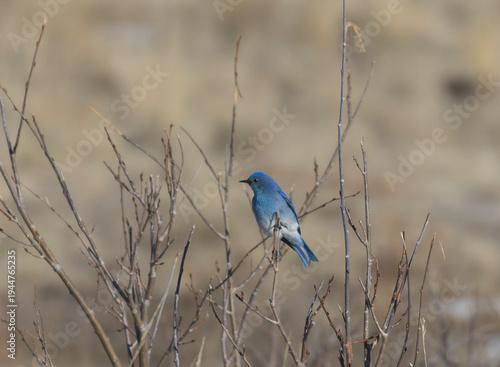 Mountain Bluebird