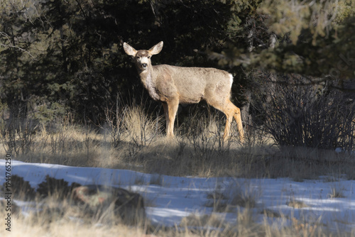 Mule Deer Doe
