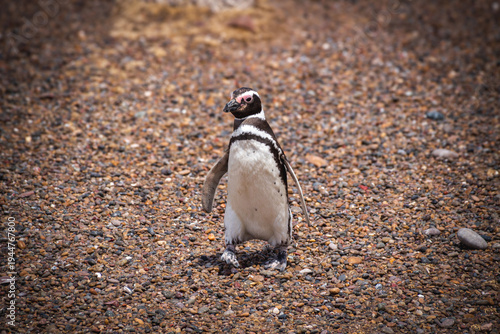 Pinguim