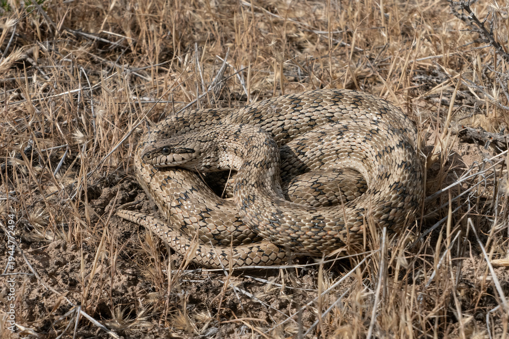 Obraz premium Steppe rat snake (Elaphe dione) swallowed a jerboa (Dipodidae sp.) in natural desert habitats, Betpak-Dala desert, Southern Kazakhstan