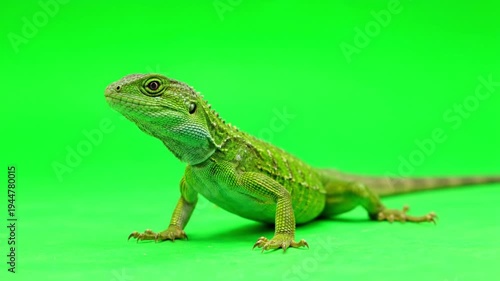 Green lizard in bright green chroma key background for video editing