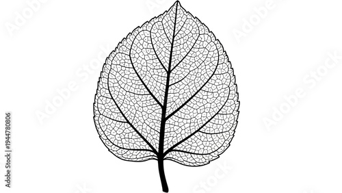 Detailed Illustration of a Leaf Structure.