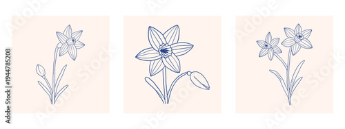 Vector set of elegant daffodil line art flowers and buds. Blue narcissus botanical illustration collection for modern wall art prints, gallery decor, branding, poster, spring floral design.