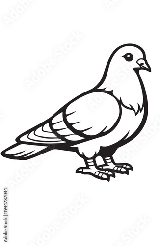 Pigeon vector