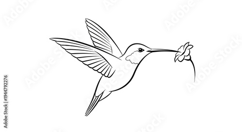 Elegant black and white line art drawing of a hummingbird hovering and drinking nectar from a delicate flower, minimalist bird illustration