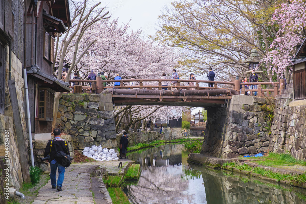 Fototapeta premium 八幡堀、美しい桜が咲き誇る時代劇のロケ地にも頻繁に使用される歴史的なスポット、滋賀、日本