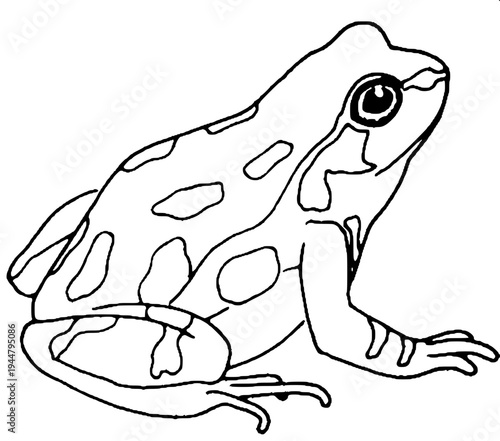 Psychedelic op-art frog drawing, black and white striped patterns forming the body of a frog, geometric dots and curves, frog perched on a triangular platform, hypnotic horizontal line background, mod