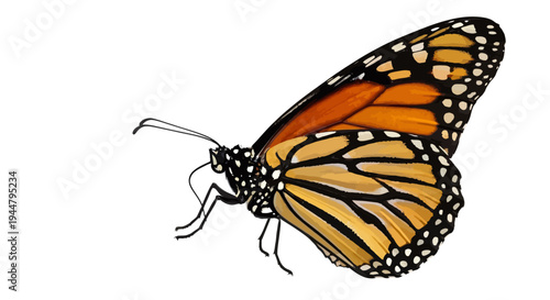 Vibrant digital illustration of a monarch butterfly. Iconic orange and black wings with white markings, capturing the delicate beauty of this graceful insect isolated on white