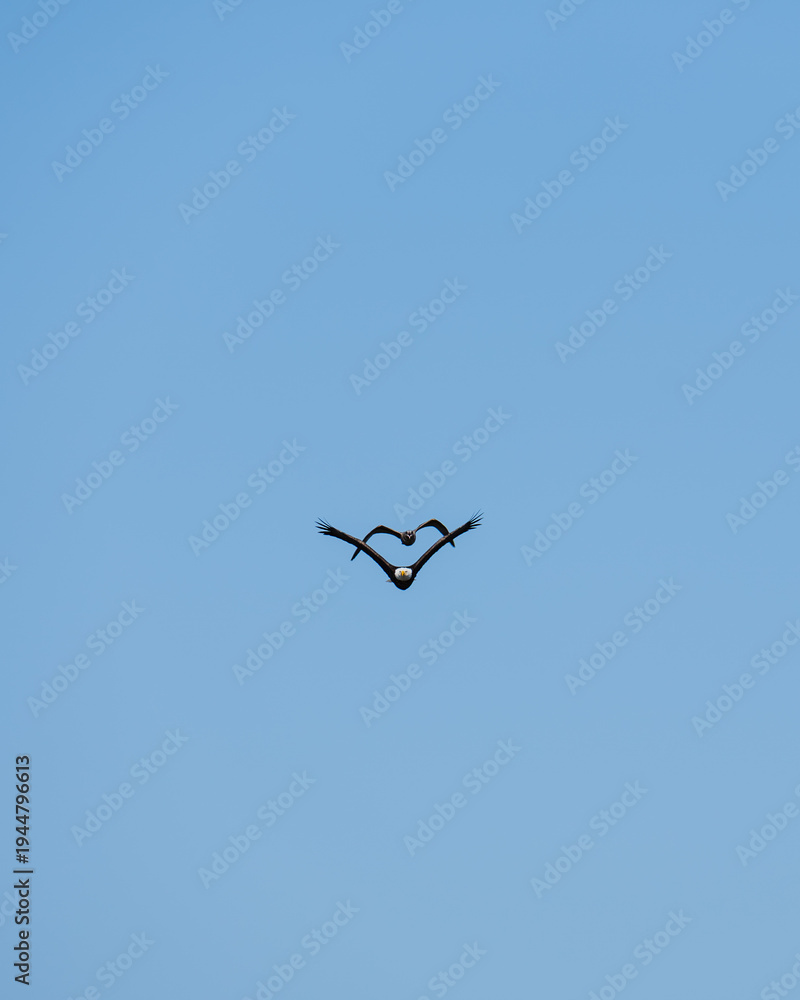 Obraz premium Juvenile American herring gull (Larus argentatus smithsonianus) pursuing a bald eagle (Haliaeetus leucocephalus) against an open blue sky