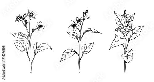 Tobacco plant set with fine line art depiction featuring botanical illustration, elegant thin lines, isolated on white with tobacco leaves and flowers