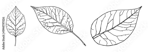 Leaf skeleton set with continuous line drawing featuring intricate vein networks, botanical art, and minimalist design with a white background