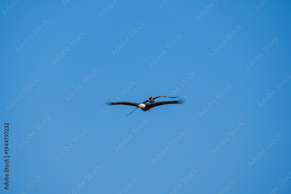 Fototapeta premium Juvenile American herring gull (Larus argentatus smithsonianus) pursuing a bald eagle (Haliaeetus leucocephalus) against an open blue sky