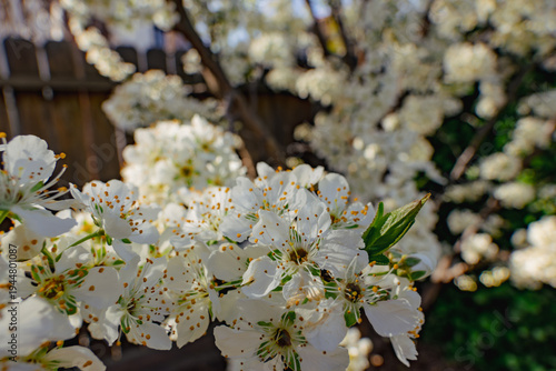 Canvas Print White plum blossoms blooming on a branch in early spring