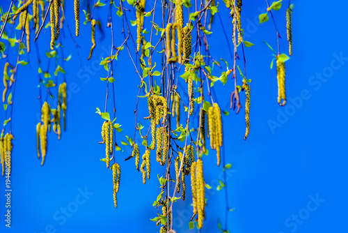 Wallpaper Mural Budding birch leaves in the early spring on a background of blue sky
 Torontodigital.ca
