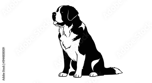 A Distinguished Saint Bernard with its Large Form, Looking Patiently Ahead.