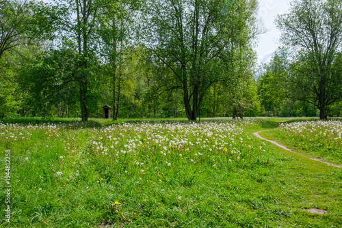 Walking through woodland fields of dandelions.  Gauja National Park, Latvia