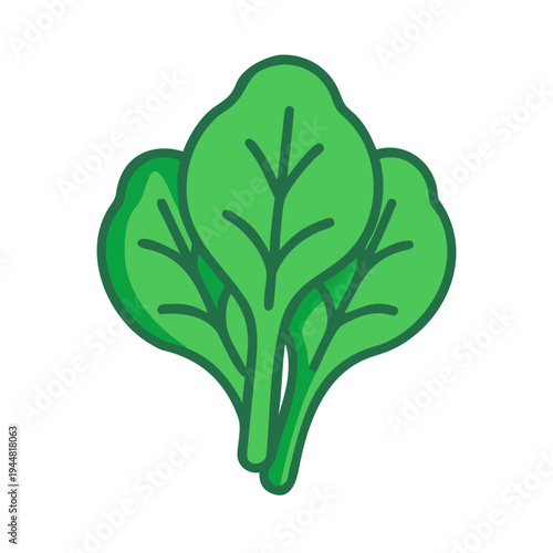 Fresh green spinach bundle isolated on black background, nutrition and healthy eating