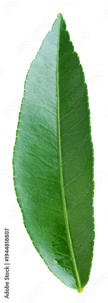 Obraz premium Fresh green leaf of citrus plant isolated on white