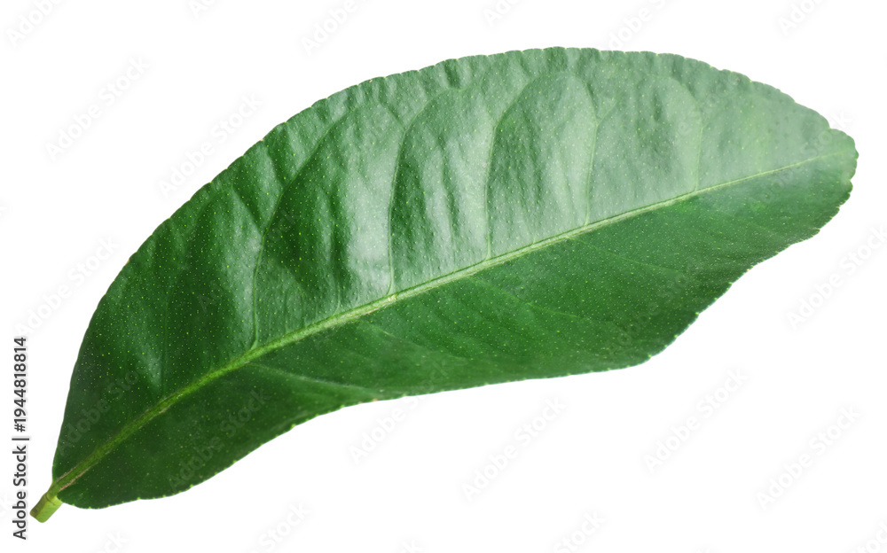 Obraz premium Fresh green leaf of citrus plant isolated on white