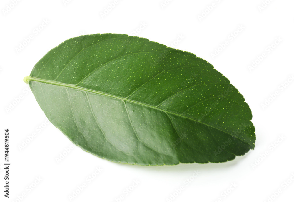 Fototapeta premium Fresh green leaf of citrus plant isolated on white