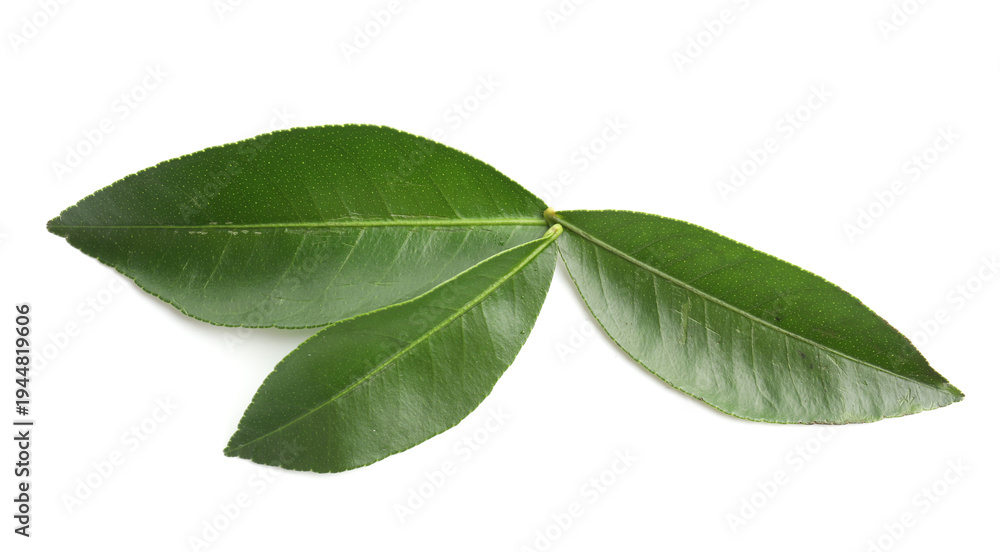 Fototapeta premium Fresh green leaves of citrus plant isolated on white