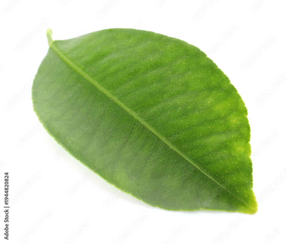 Obraz premium One leaf of citrus plant isolated on white