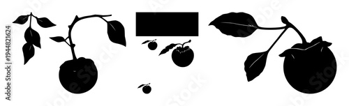 Persimmon set with solid black silhouette of a whole persimmon fruit with a small stem featuring botanical, seasonal, solid fill with white background and vector